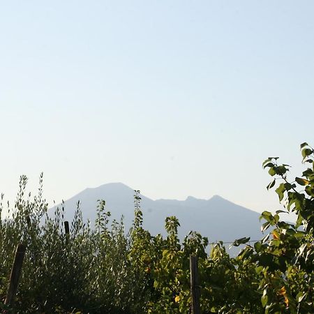 Agriturismo A Do' Cumparone Corbara  Экстерьер фото